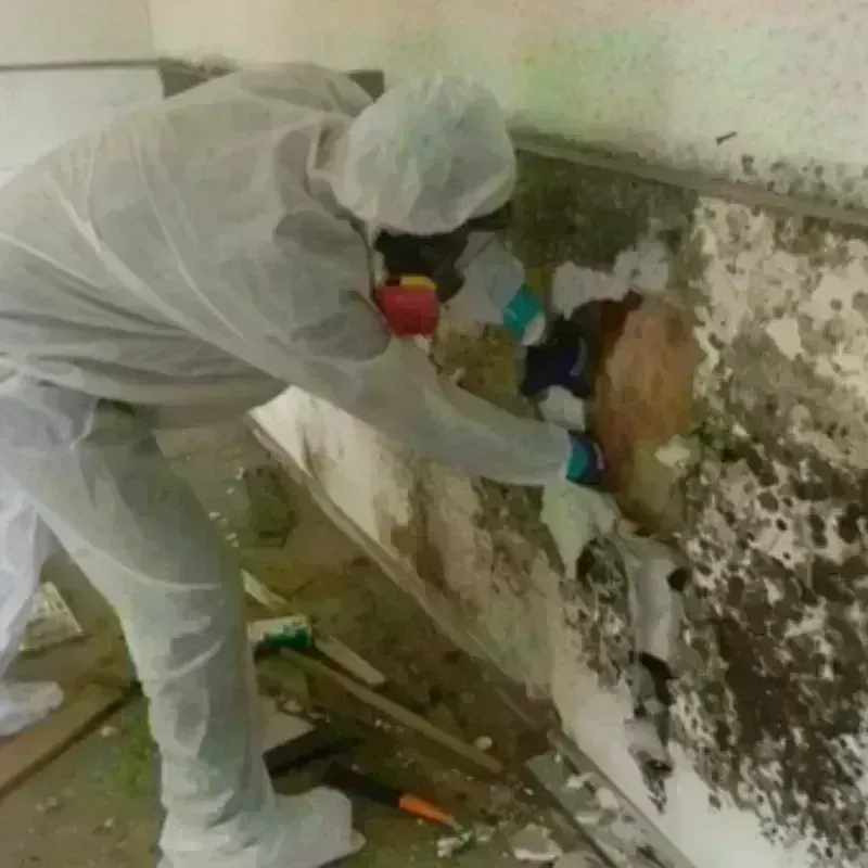 Mold Remediation and Removal in Ben Lomond, CA